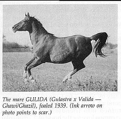 Gulida (Gulastra x Valida)