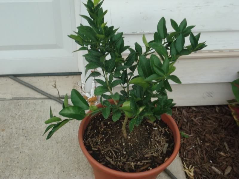 What does a lime tree look like?