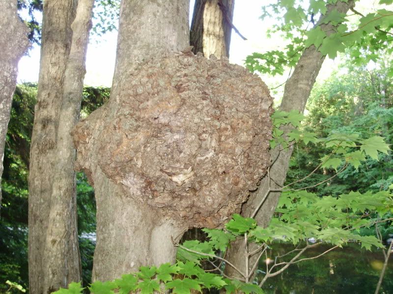 a huge burl on a maple tree Pictures, Images and Photos