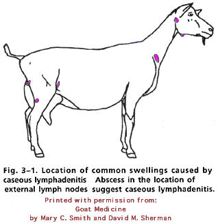 Goat Lymph Nodes