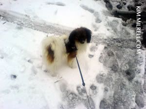 snöig hund