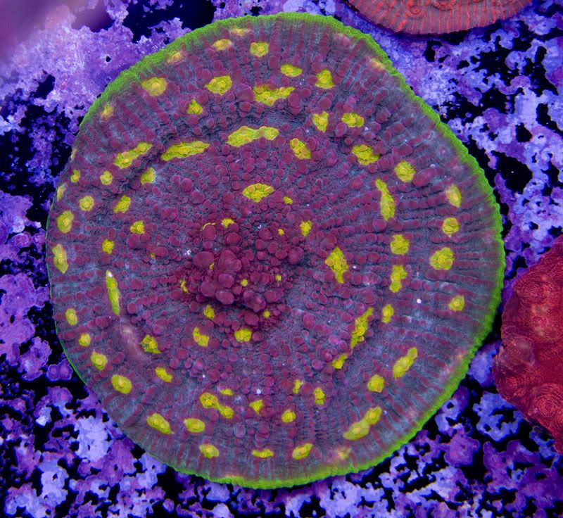 coralshots1of4February112009copy.jpg