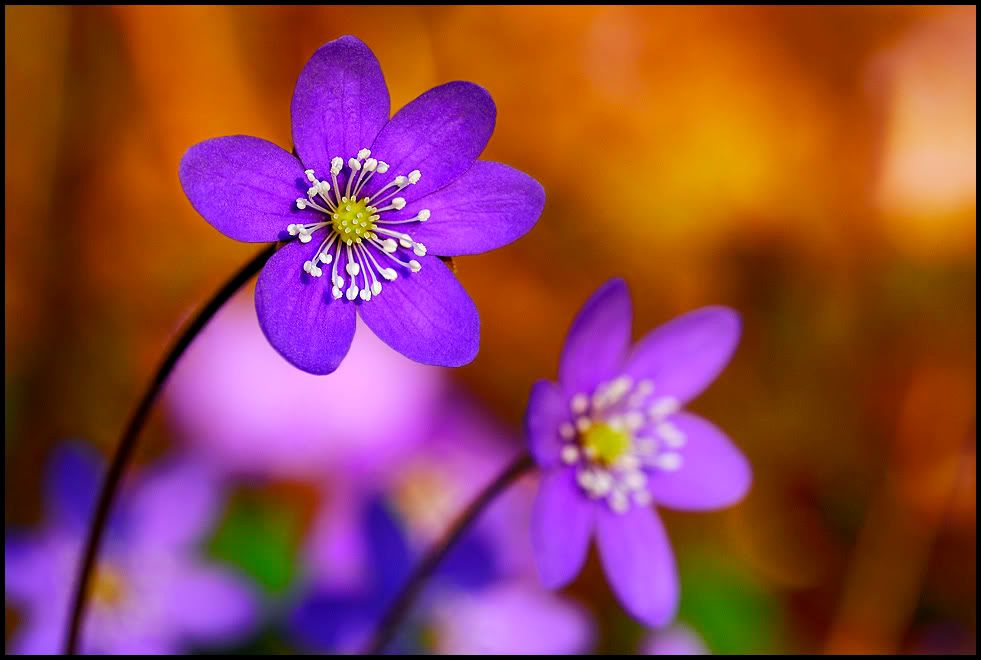 Spring flowers by eswendel