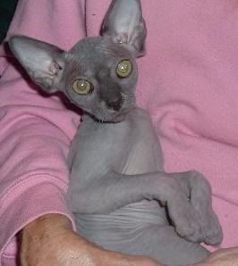 sphynx