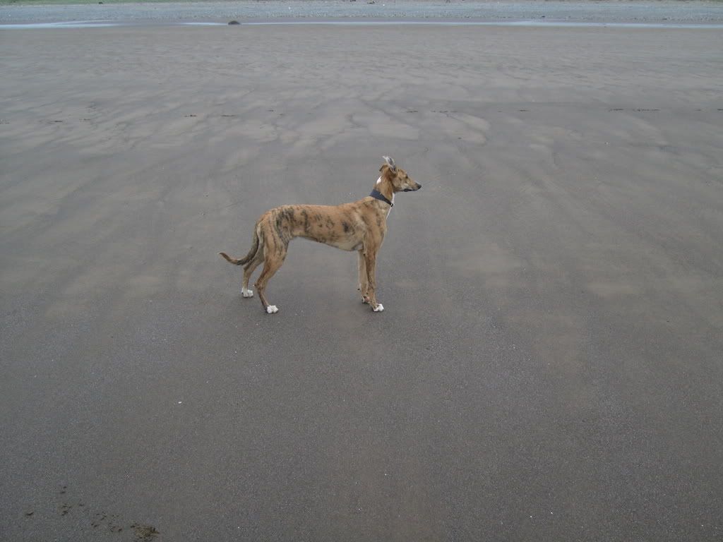 Billy - Lurcher Link