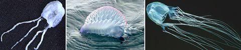 JellyFishThailand.jpg