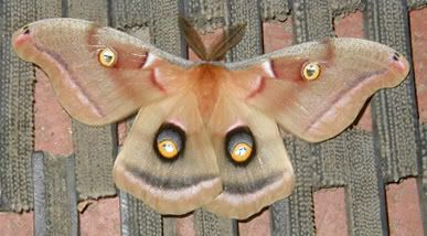 The seldom-seen Devils Tower Moth