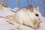 Perdido Key Beach Mouse