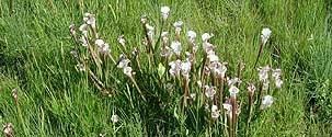 White-topped pitcher plant