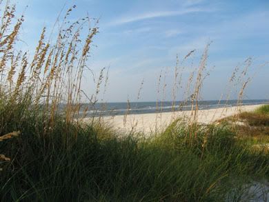 Sea Oats at the beach in Florida · flickr member christie210