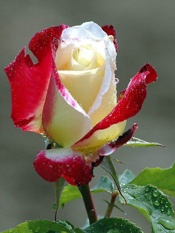 Beauty Flower of Rose (Red and white) - Together