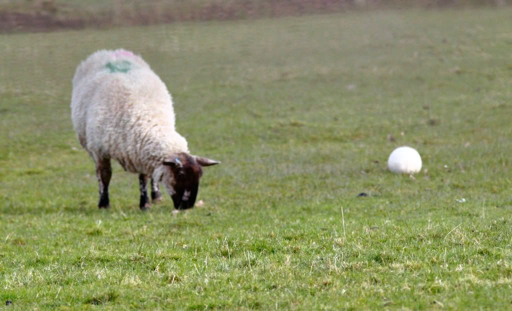 sheepfootball1_edited.jpg