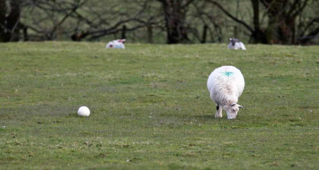 sheepfootball_edited.jpg