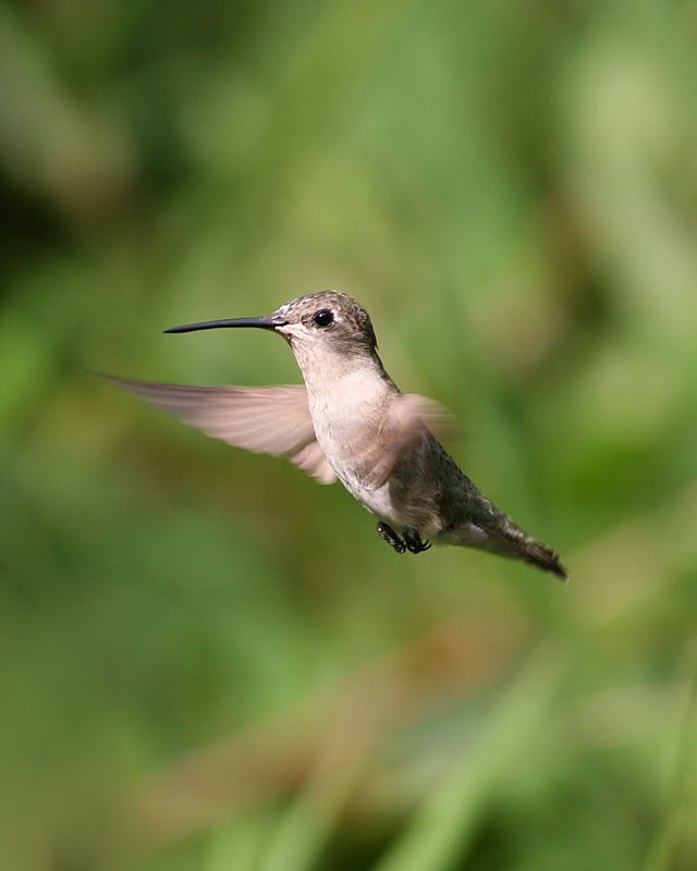 IMAGE: http://i132.photobucket.com/albums/q22/grimm75/Hummers/Picture042a.jpg