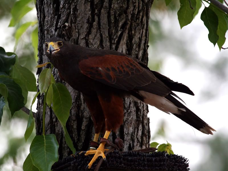 IMAGE: http://i132.photobucket.com/albums/q22/grimm75/Raptors/Picture004a.jpg