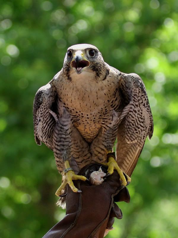 IMAGE: http://i132.photobucket.com/albums/q22/grimm75/Raptors/Picture017a.jpg