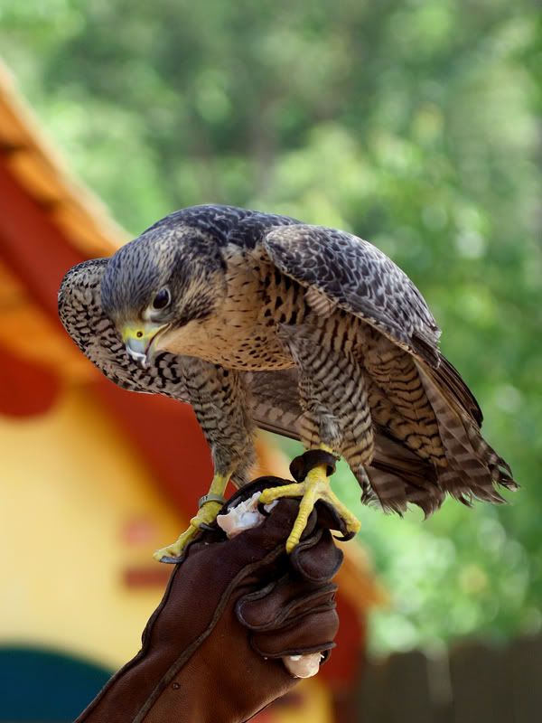 IMAGE: http://i132.photobucket.com/albums/q22/grimm75/Raptors/Picture019a.jpg