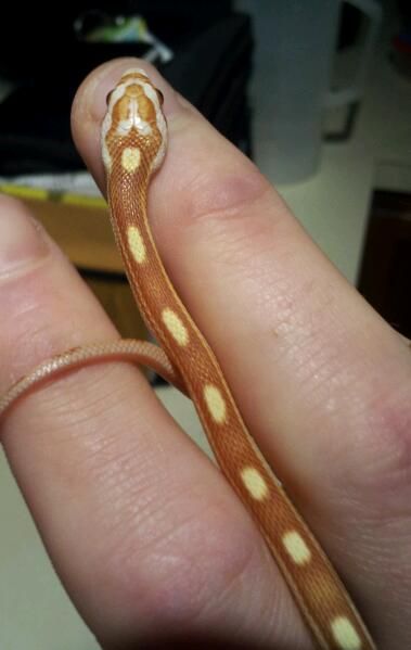 mistressthecornsnake.jpg