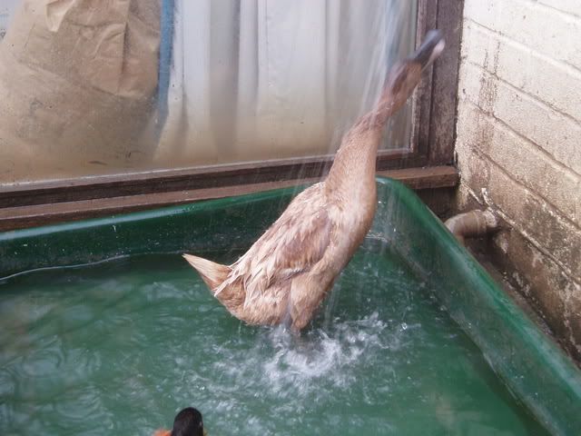 ducksshowering003.jpg