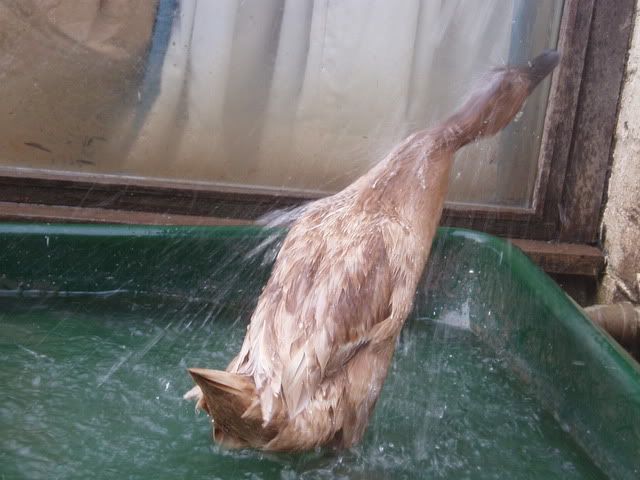 ducksshowering006.jpg
