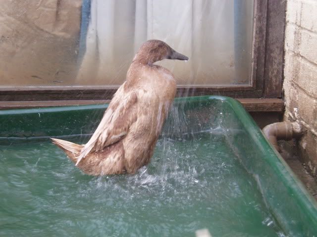ducksshowering008.jpg