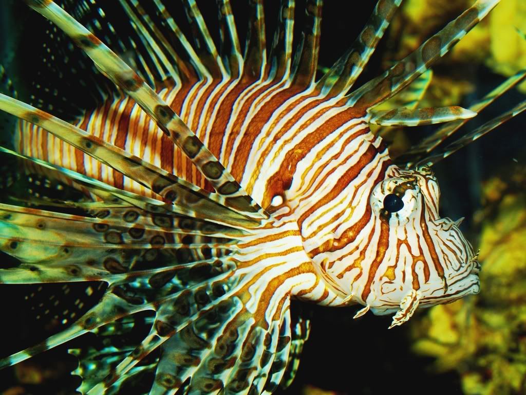 lionfish2.jpg