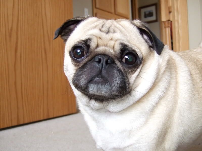 Ears...Buttons V.S. Rose ears Page 2