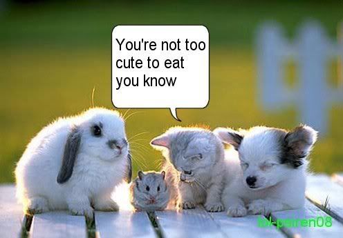 funny animals with quotes. cute funny animals with quotes