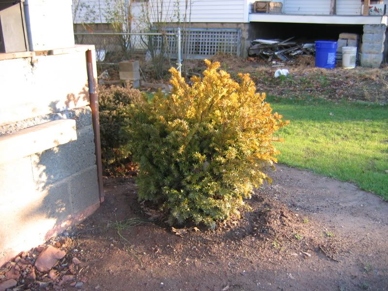 Yew shrubs dying???