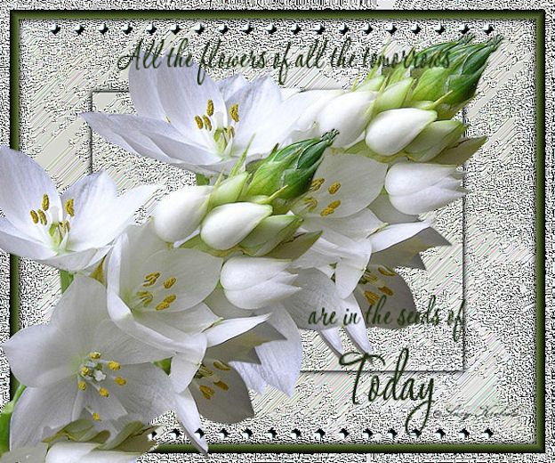 Flowers today. photo Image1 today flowers suzy krekels 650.jpg