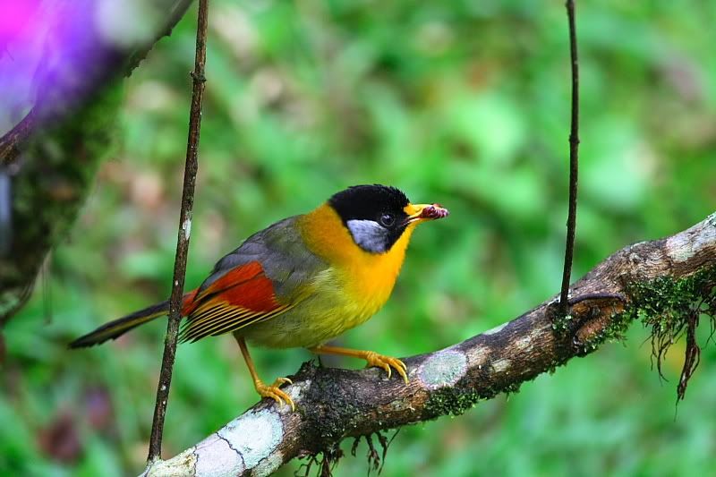 silver eared mesia