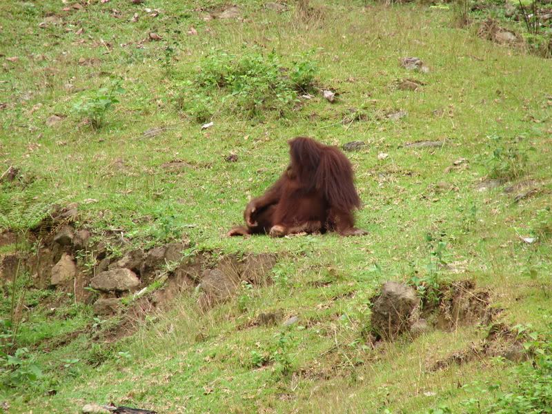 borneo086.jpg