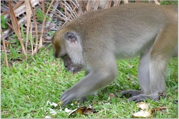 long-tailedmacaque.jpg