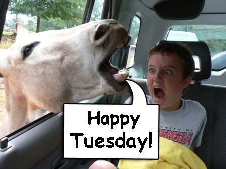 happy Tuesday horse