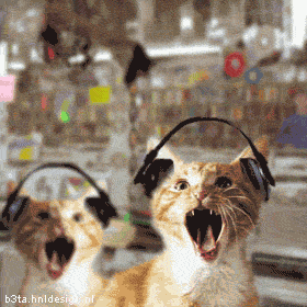 Headbanging Cats! Pictures, Images and Photos