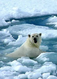 Global warming sees polar bears stranded on melting ice