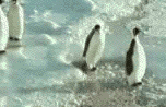 penguins photo: penguins 32.gif