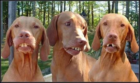 bad teeth photo: red neck dogs redneckhuntingdogs.jpg