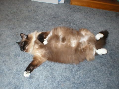 Photo Sharing and Video Hosting at Photobucket