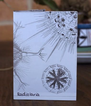 Radiolaria