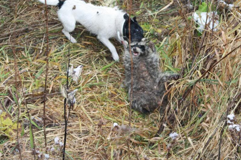 Jack Russel Terrier ?? - Goats