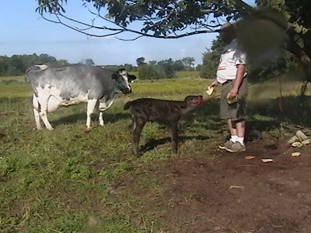 Misc. events and pics of Morningland Dairy - Cattle