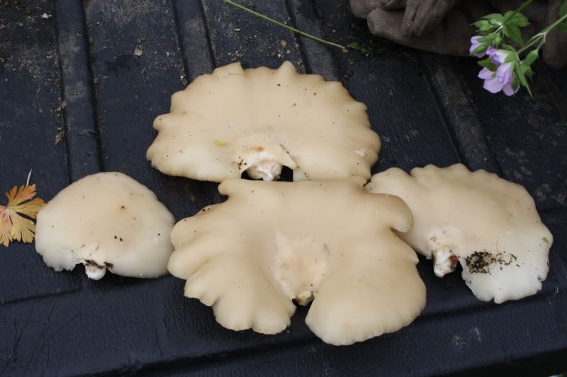 Are these mushrooms edible? - Homesteading Questions