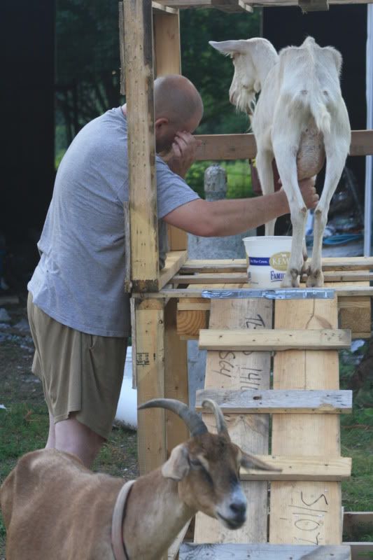 Really happy with new doe - Goats