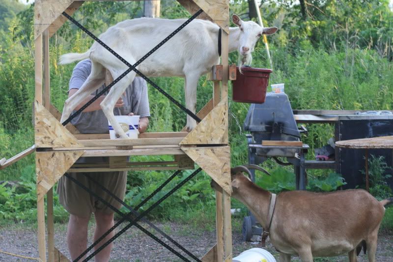 Really happy with new doe - Goats