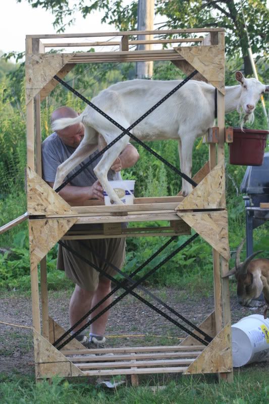 Free (or almost free) projects - pic heavy - Homesteading Questions