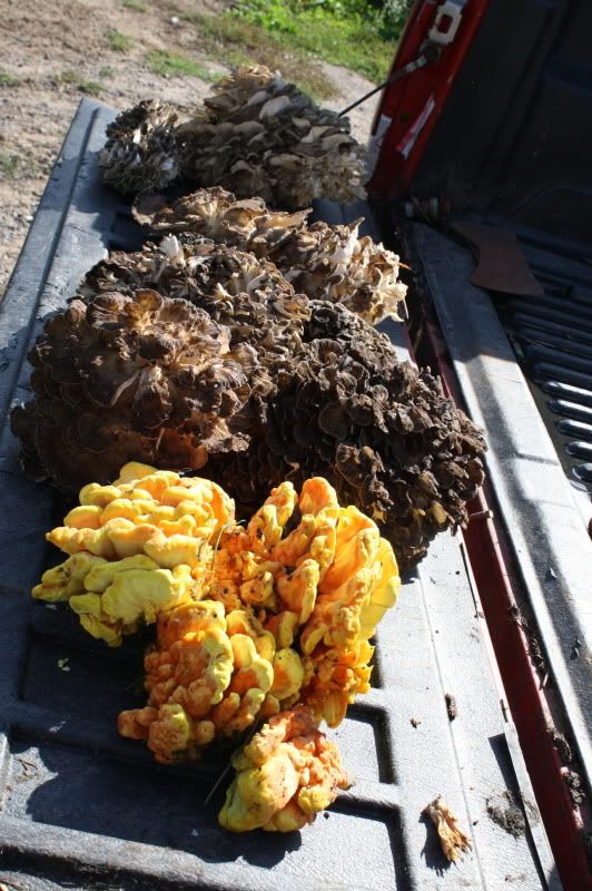 Anyone finding Hen of the Woods mushrooms? - Homesteading Questions