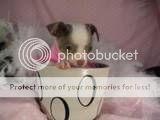 teacup Chihuahua Pictures, Images and Photos