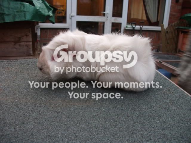 newpiggies2002.jpg