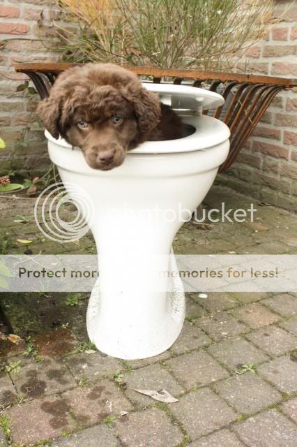 Nieuw Het HondenForum • Bekijk onderwerp - De hond in de pot vinden..... SQ-26